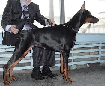 Zhorzh Sand iz Zoosfery | Black Doberman Pinscher