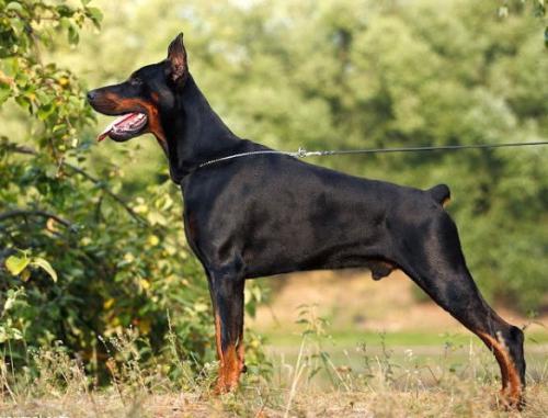 Zhoffrey iz Zoosfery | Black Doberman Pinscher