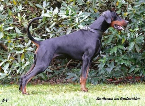 Sanramiro v. Residenzschloss | Black Doberman Pinscher