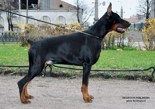 Chianti di Perlanera | Black Doberman Pinscher