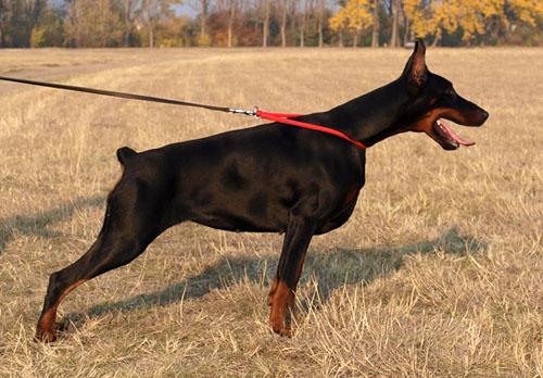 Cassy Crystal di Perlanera | Black Doberman Pinscher