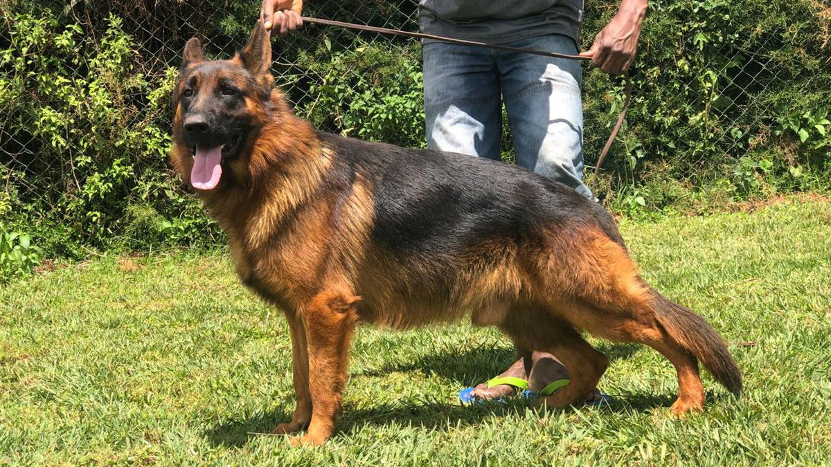 Dux Toby of Taji | German Shepherd Dog 