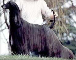 Qamari's Charming Alibi | Afghan Hound 