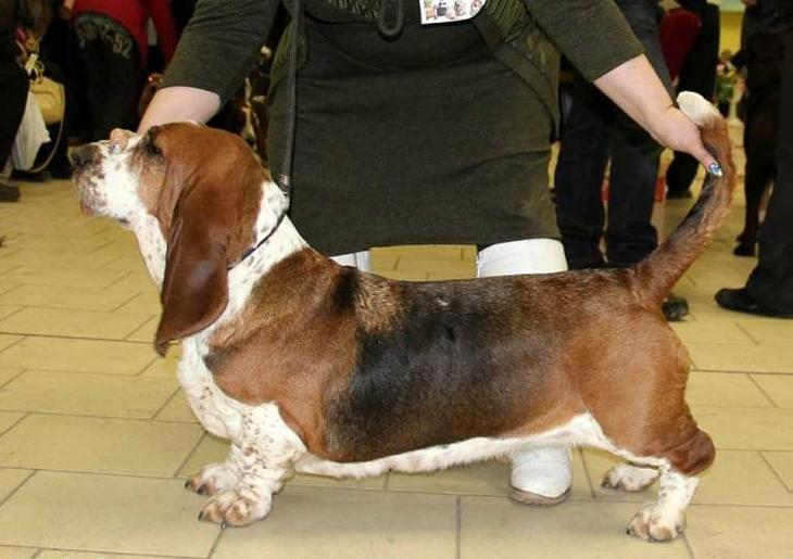 Juzhanka iz Chernichnogo Raja | Basset Hound 