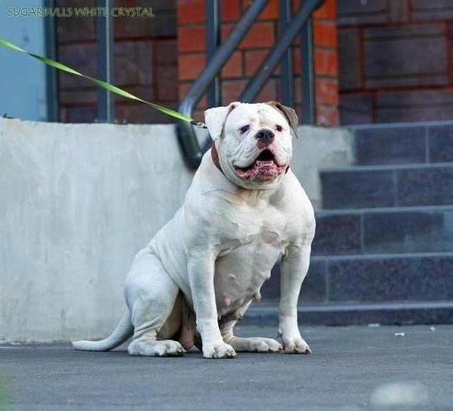 Sugarbulls White Crystal | American Bulldog 