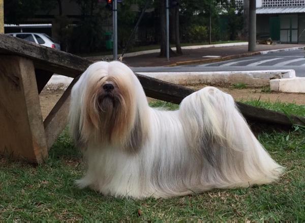 RMoretto Cane Just Breathe | Lhasa Apso 