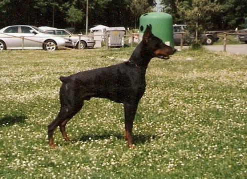 Benjamin Diamond del Littorio | Black Doberman Pinscher