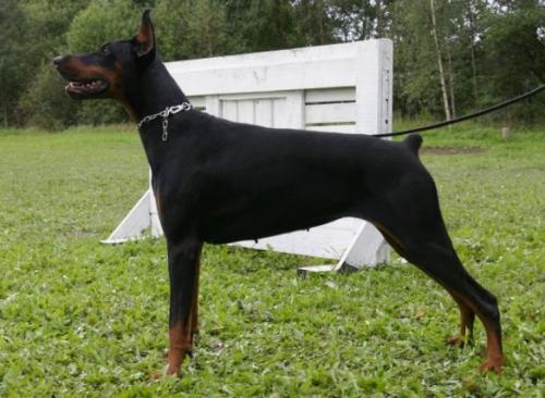 Baronessa Beretta | Black Doberman Pinscher