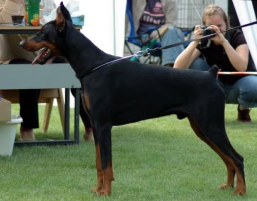 Black-Jack | Black Doberman Pinscher