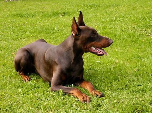 Baroque-Barou | Brown Doberman Pinscher