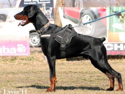 Semper Fidelis Gallardo | Black Doberman Pinscher