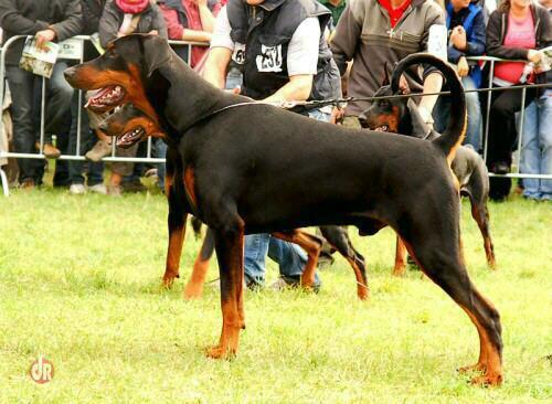 Milano v. Nemesis | Black Doberman Pinscher