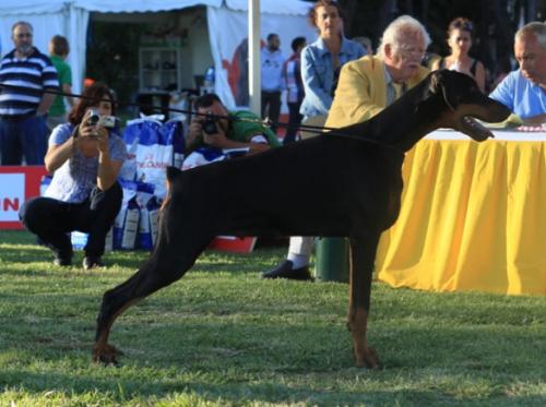 Miaminerva v. Nemesis | Black Doberman Pinscher