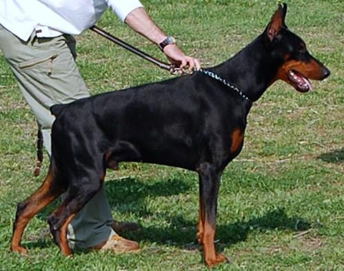 Odin de Covalta | Black Doberman Pinscher