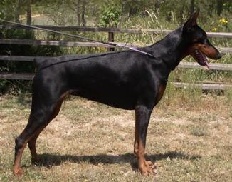 Odessa de Covalta | Black Doberman Pinscher