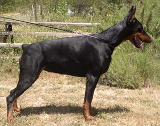 Odet de Covalta | Black Doberman Pinscher