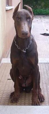 Arik (LO0451383) | Brown Doberman Pinscher