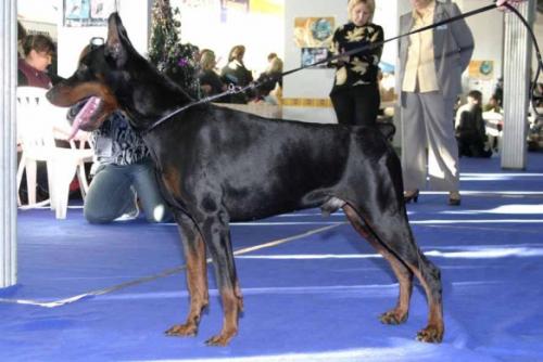 Riki Tiki Tavi v.d. Ost Comitatus | Black Doberman Pinscher