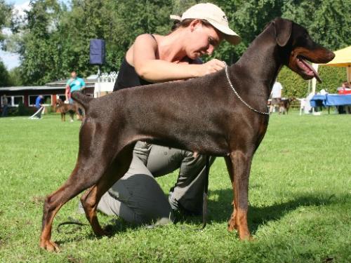 Dharma v.d. Bruggenern | Brown Doberman Pinscher