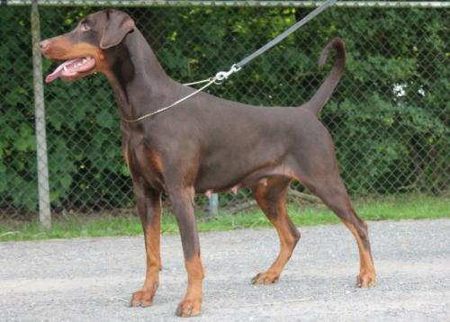 Hertogin Lorraine v. Olympiastaete | Brown Doberman Pinscher