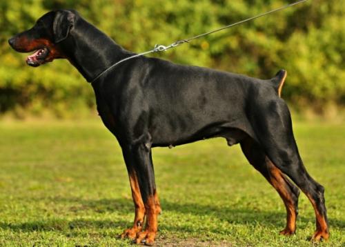 Harlequin Gumby | Black Doberman Pinscher