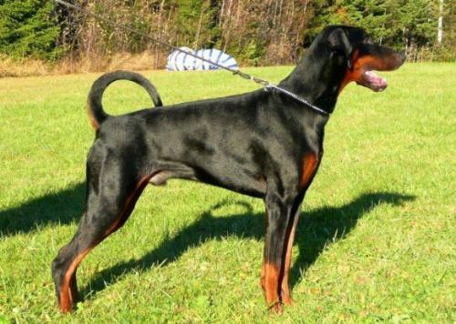 Merigos Amiral Victor Vito | Black Doberman Pinscher