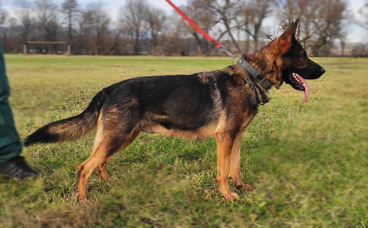 Nasta Vicona | German Shepherd Dog 