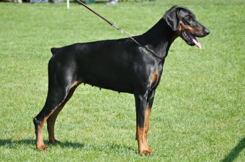 Xanthin Pasecke Udoli | Black Doberman Pinscher