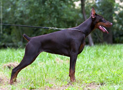 Grand Mollis Diana | Brown Doberman Pinscher