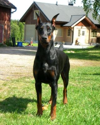 Grand Mollis Dilaila | Black Doberman Pinscher