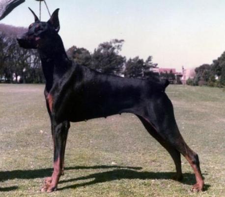 Mandinga's First | Black Doberman Pinscher