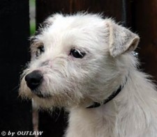 Foxwarren Snowball II | Jack Russell Terrier 