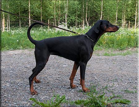 Way Out West Capricia | Black Doberman Pinscher