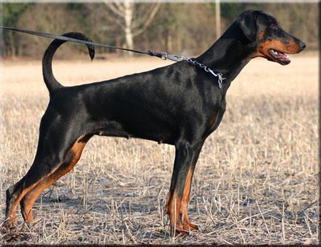 Way Out West Chantal | Black Doberman Pinscher