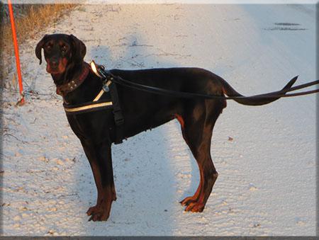 Way Out West Chaya Cinderella | Black Doberman Pinscher