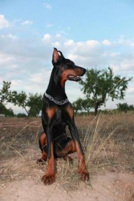 Sant Kreal Yumanite | Black Doberman Pinscher