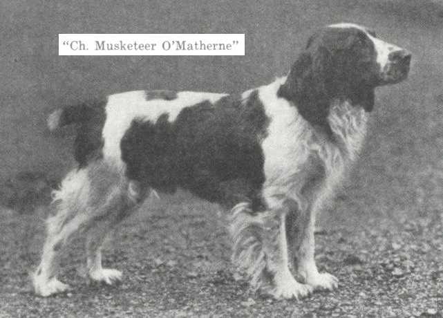 Musketeer O'Matherne | Welsh Springer Spaniel 