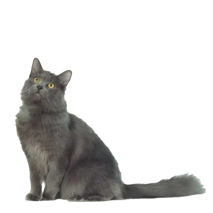 Nebelung 