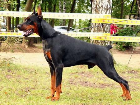 Sant Kreal Yustinian | Black Doberman Pinscher