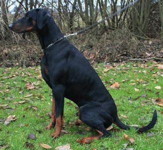 Ringo v. Burgwald | Black Doberman Pinscher