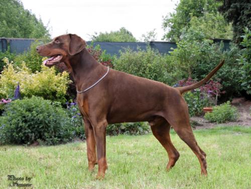 Grande Noblesse Amazing Argo | Brown Doberman Pinscher