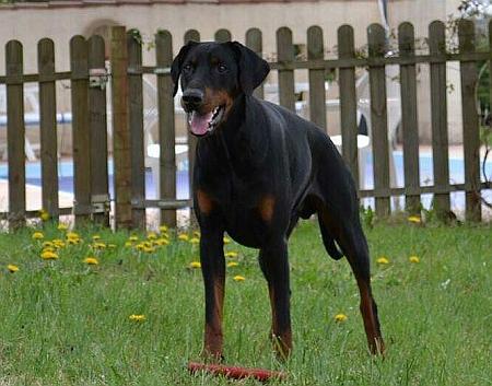 Grande Noblesse Absolute Ace | Black Doberman Pinscher