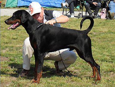 Floydt v. Südharz | Black Doberman Pinscher