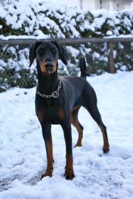 Babu v. CBF | Black Doberman Pinscher