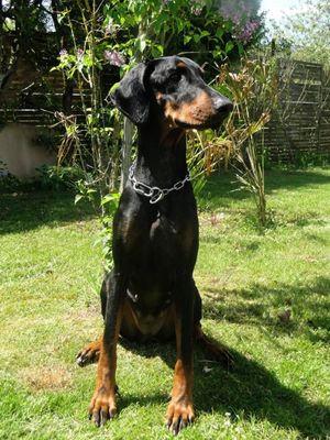 Blia Shari v. CBF | Black Doberman Pinscher