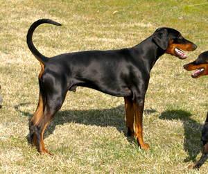 Barco v. CBF | Black Doberman Pinscher