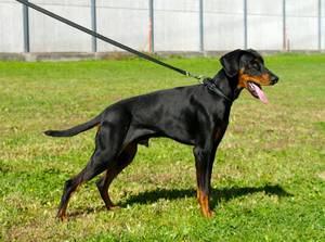 Basil v. CBF | Black Doberman Pinscher