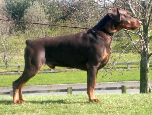 Farrari Wot a Thriller | Brown Doberman Pinscher