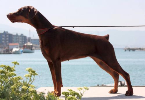 Firenze Wot a Thriller | Brown Doberman Pinscher