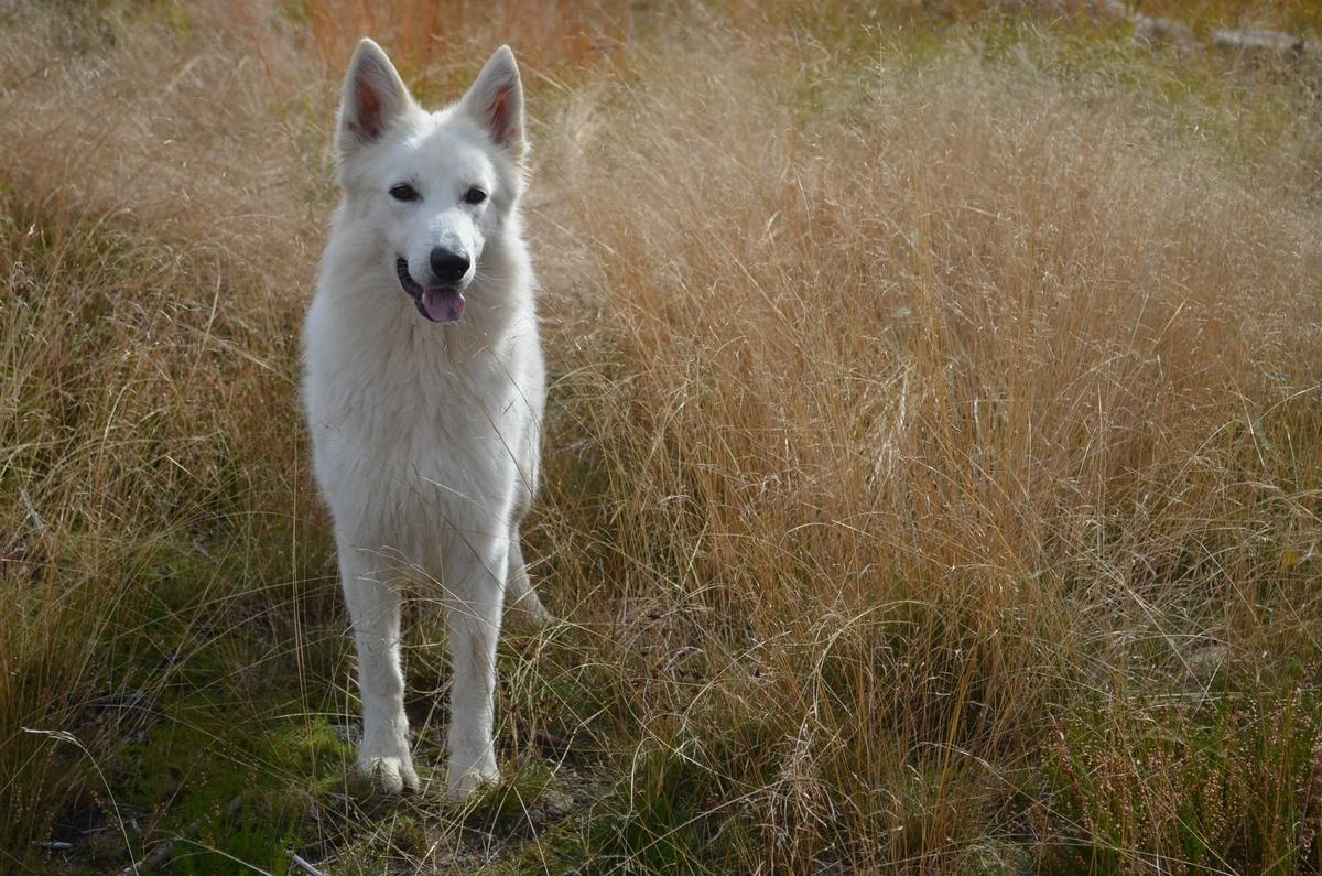 House Of Fun's Expectation | White Swiss Shepherd Dog 